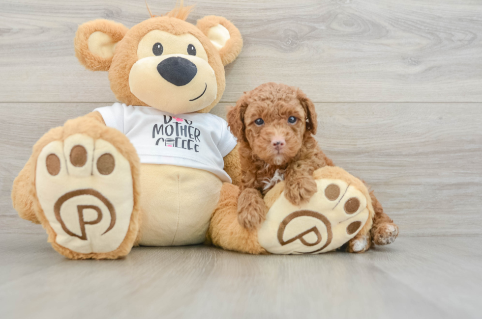6 week old Poodle Puppy For Sale - Puppy Love PR