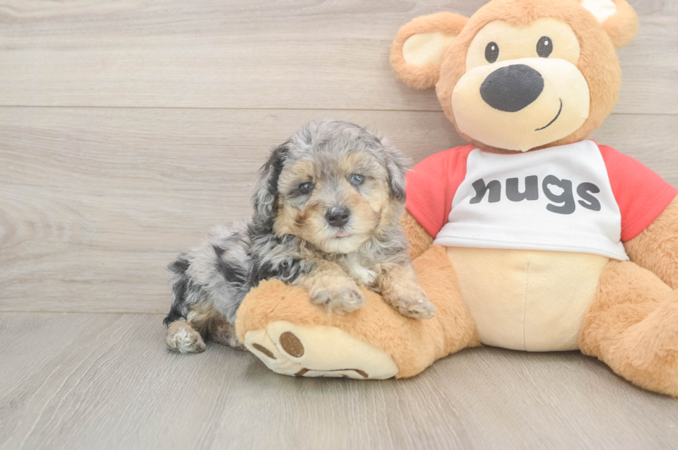 5 week old Poodle Puppy For Sale - Puppy Love PR
