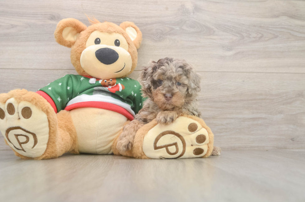 5 week old Poodle Puppy For Sale - Puppy Love PR