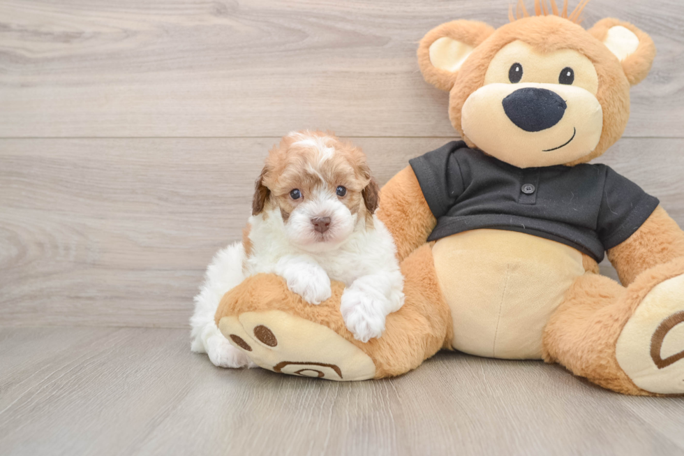 Poodle Pup Being Cute