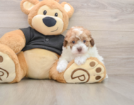 7 week old Poodle Puppy For Sale - Puppy Love PR