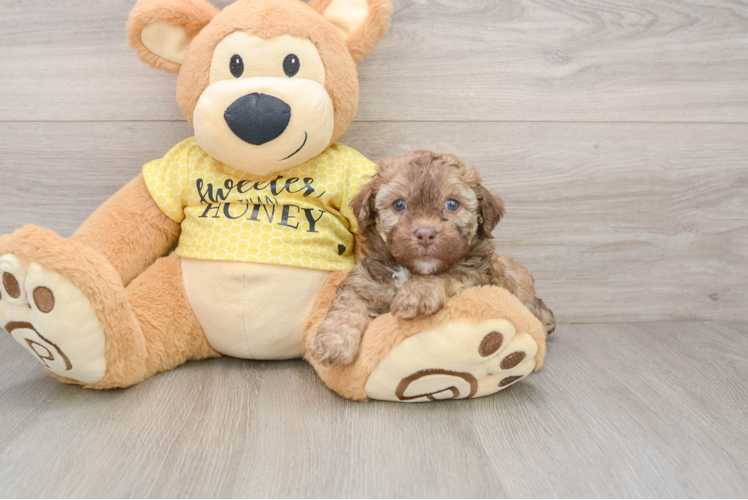 Akc Registered Poodle Baby