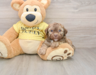 7 week old Poodle Puppy For Sale - Puppy Love PR