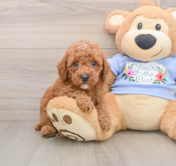 9 week old Poodle Puppy For Sale - Puppy Love PR