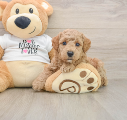 7 week old Poodle Puppy For Sale - Puppy Love PR