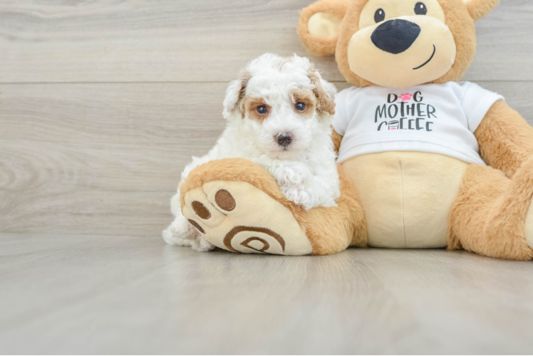Poodle Pup Being Cute