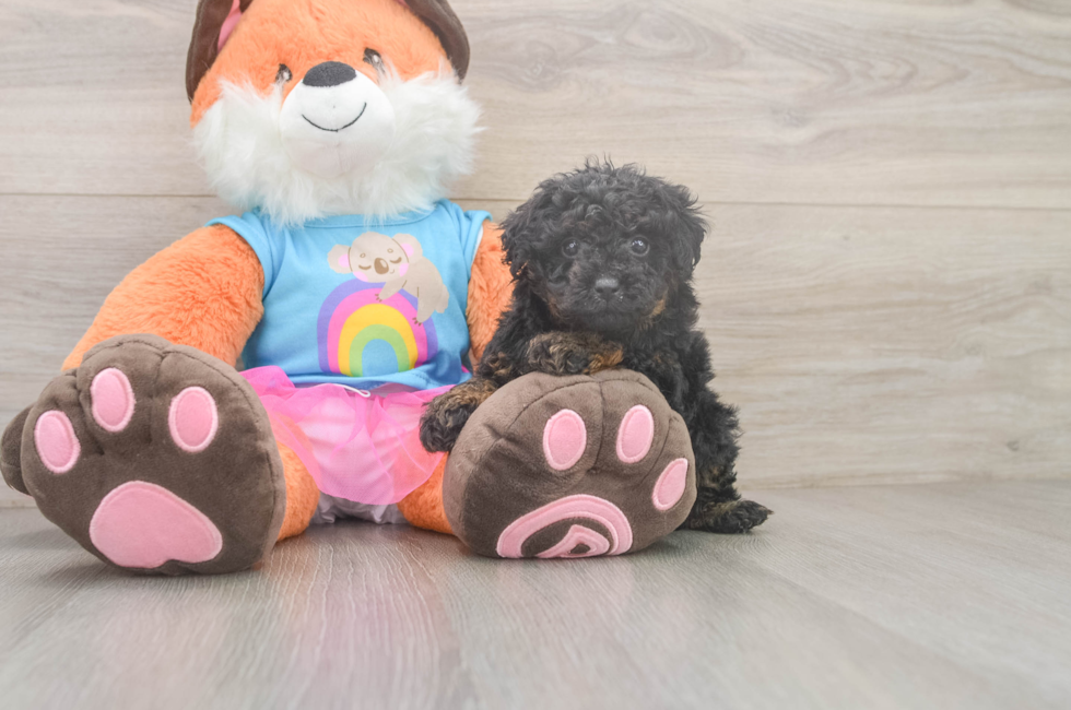 5 week old Poodle Puppy For Sale - Puppy Love PR