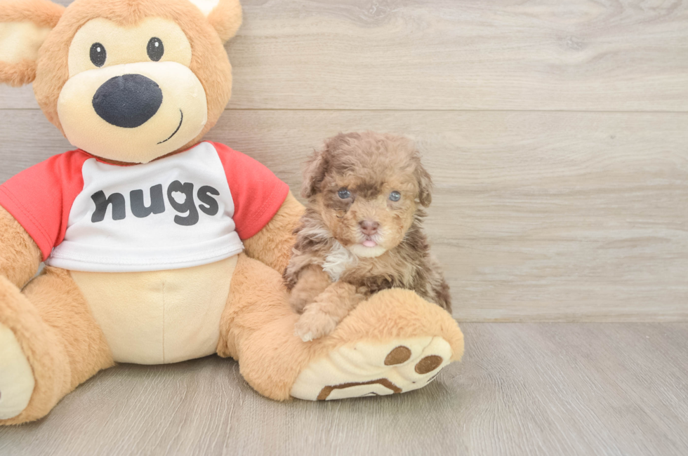 5 week old Poodle Puppy For Sale - Puppy Love PR