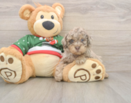 8 week old Poodle Puppy For Sale - Puppy Love PR