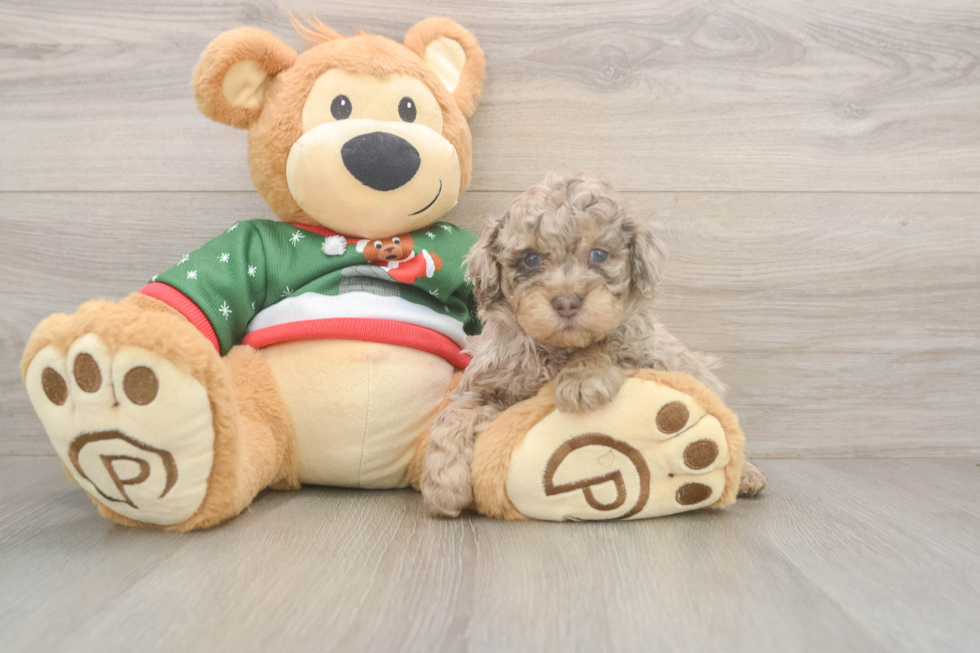 Funny Poodle Purebred Pup