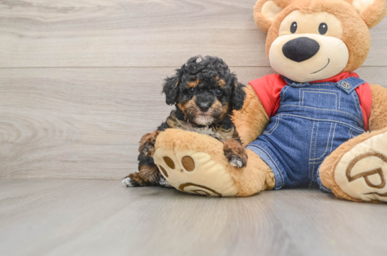 KOBA, a Poodle littermate
