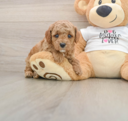 7 week old Poodle Puppy For Sale - Puppy Love PR