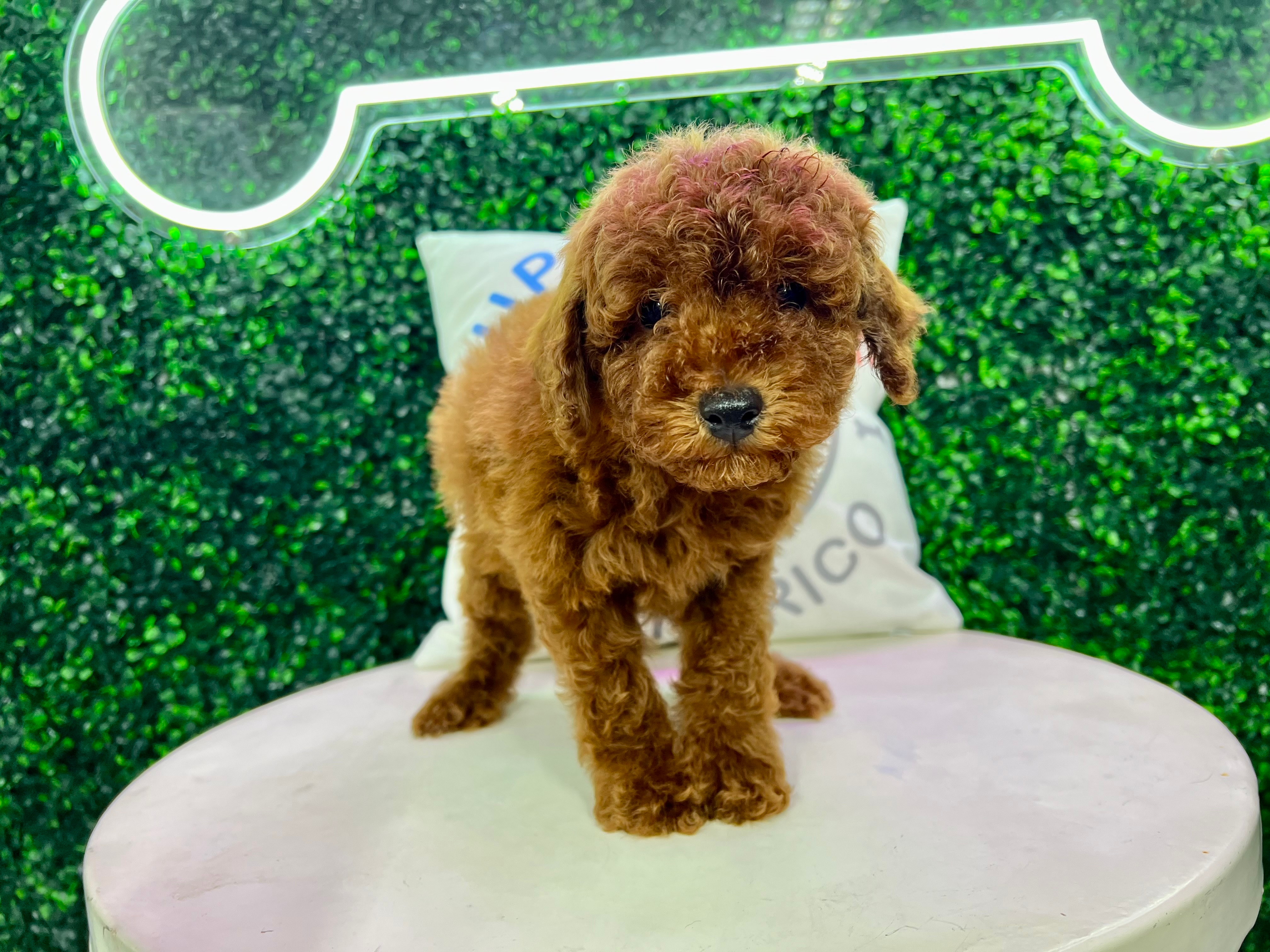 Poodle Pup Being Cute