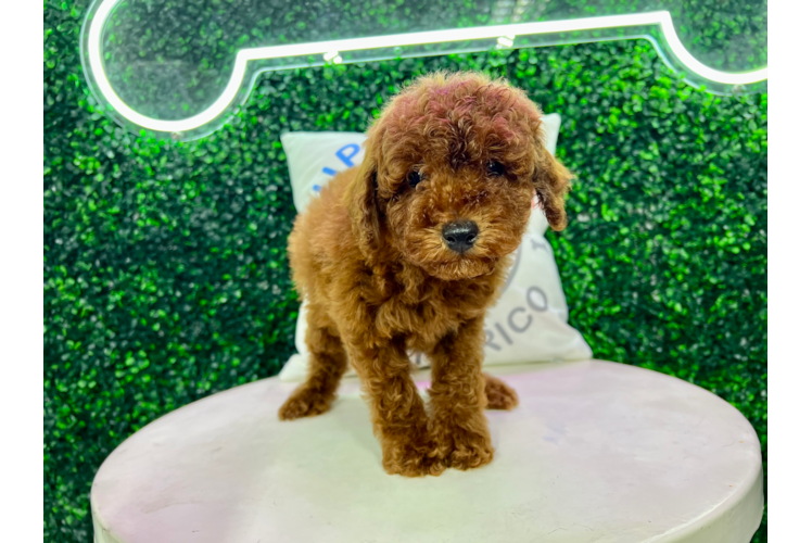 Meet Leland - our Poodle Puppy Photo 1/4 - Puppy Love PR Poodle Pup Being Cute