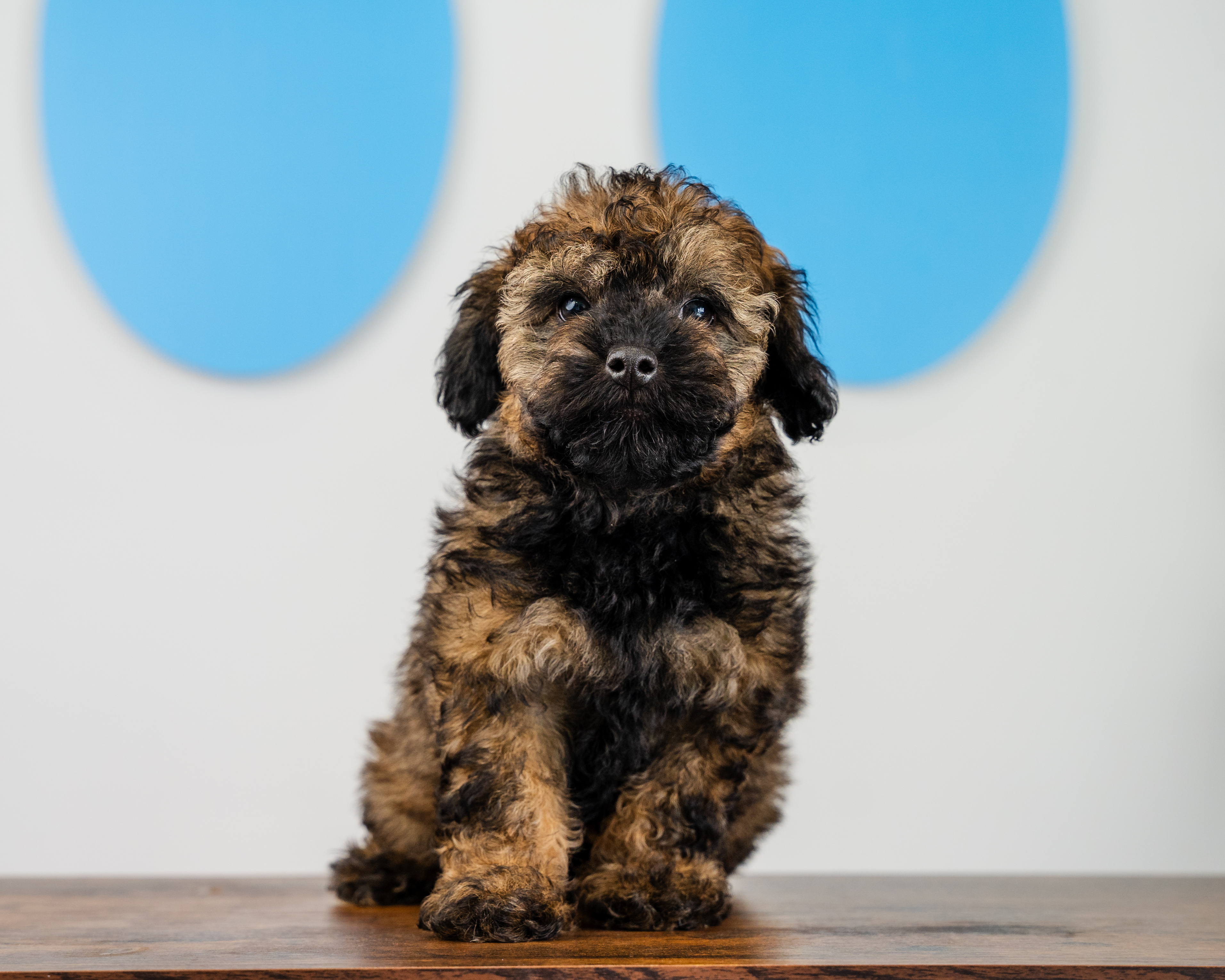 Cute Caniche Purebred Puppy