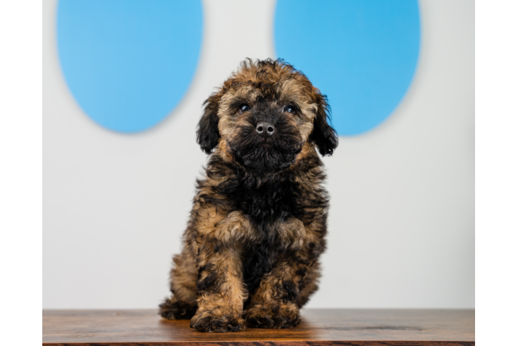 Meet Íker - our Poodle Puppy Photo 1/4 - Puppy Love PR Cute Caniche Purebred Puppy