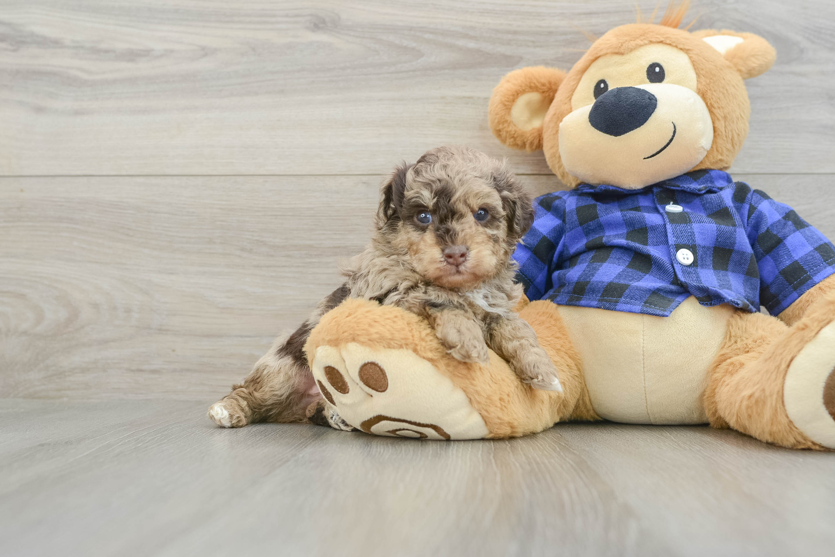 Playful Poodle Baby