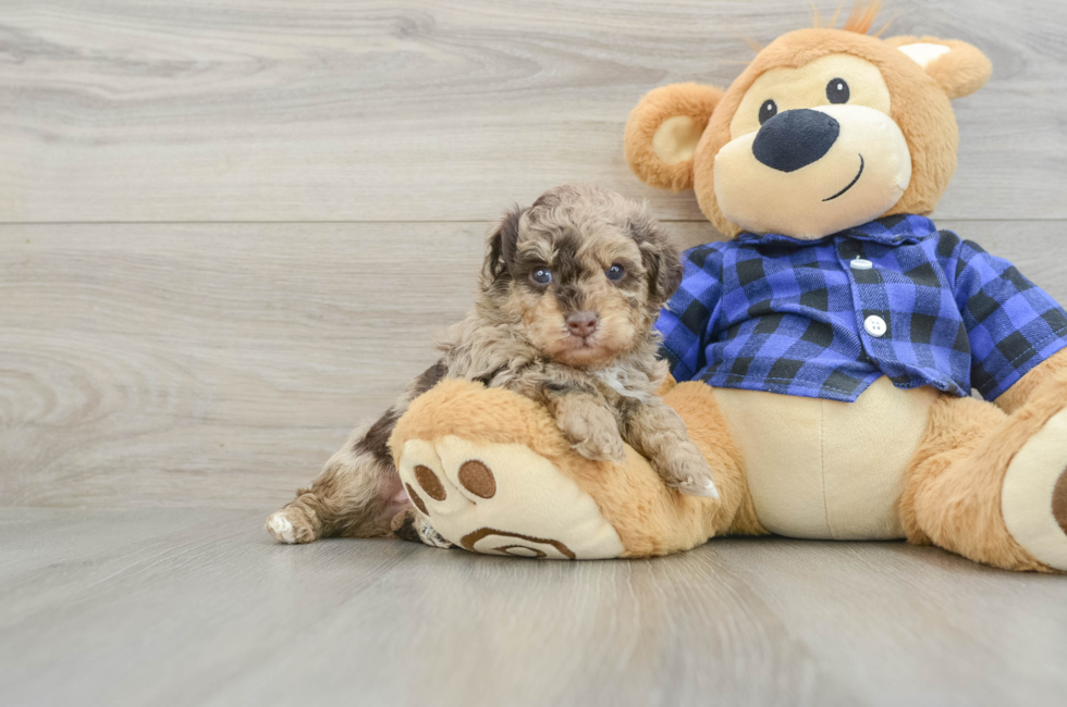 5 week old Poodle Puppy For Sale - Puppy Love PR