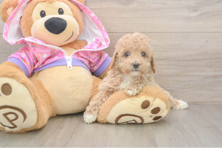 Poodle Pup Being Cute