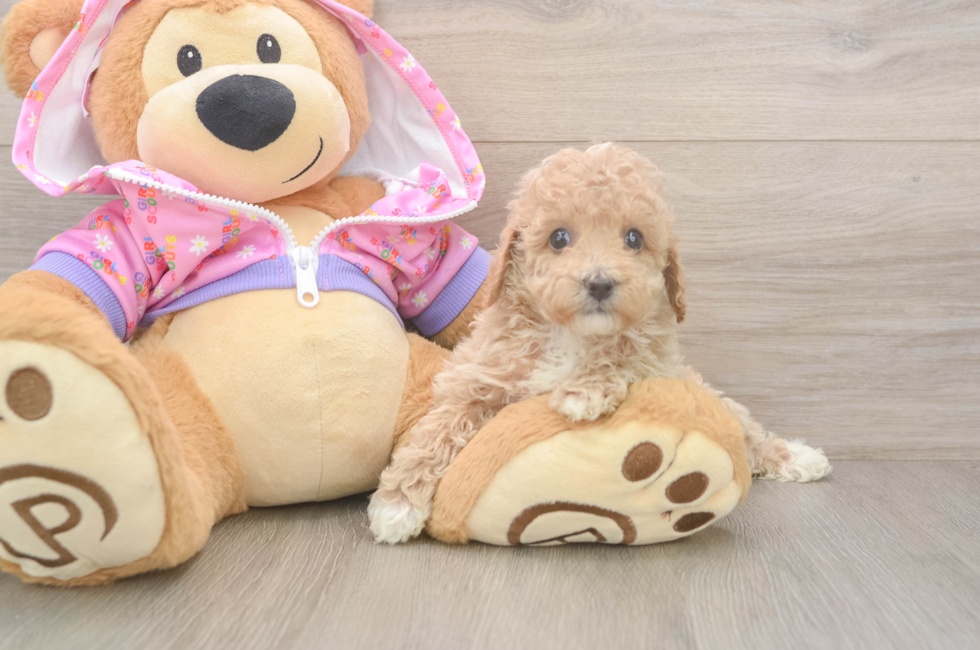 6 week old Poodle Puppy For Sale - Puppy Love PR