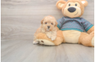 Small Poodle Purebred Pup