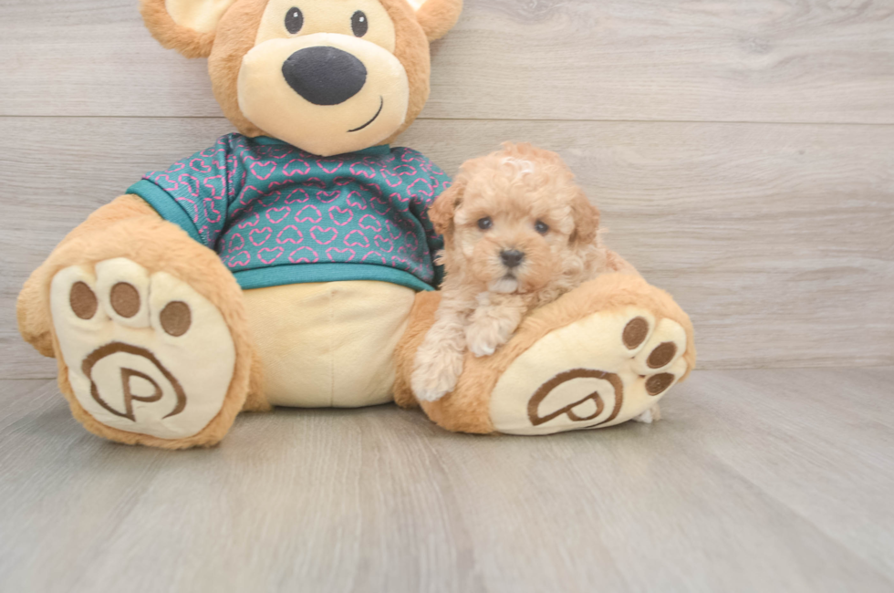5 week old Poodle Puppy For Sale - Puppy Love PR