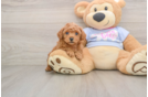 Poodle Puppy for Adoption