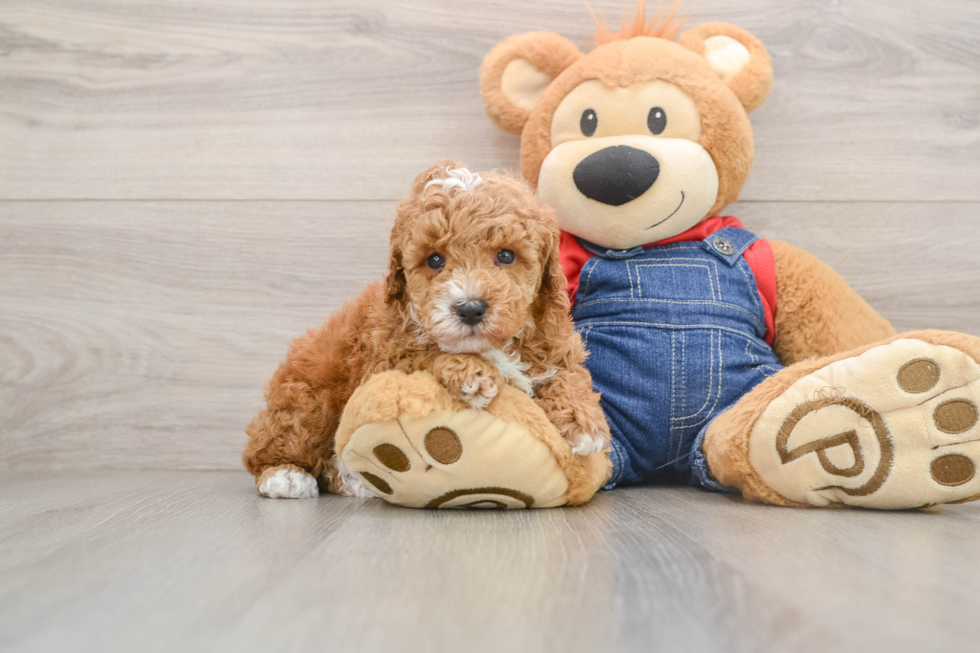 Best Poodle Baby
