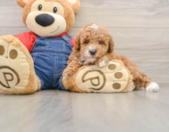 5 week old Poodle Puppy For Sale - Puppy Love PR