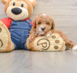 7 week old Poodle Puppy For Sale - Puppy Love PR