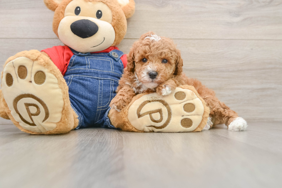 Poodle Puppy for Adoption