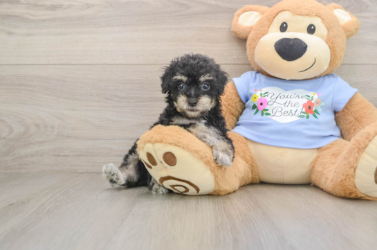 Poodle Pup Being Cute