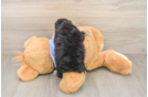 Best Poodle Baby