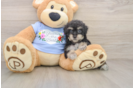Poodle Puppy for Adoption