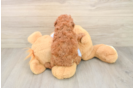 Best Poodle Baby