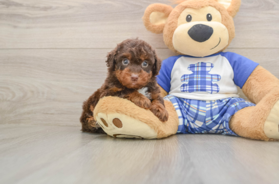 Poodle Pup Being Cute