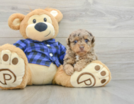 9 week old Poodle Puppy For Sale - Puppy Love PR