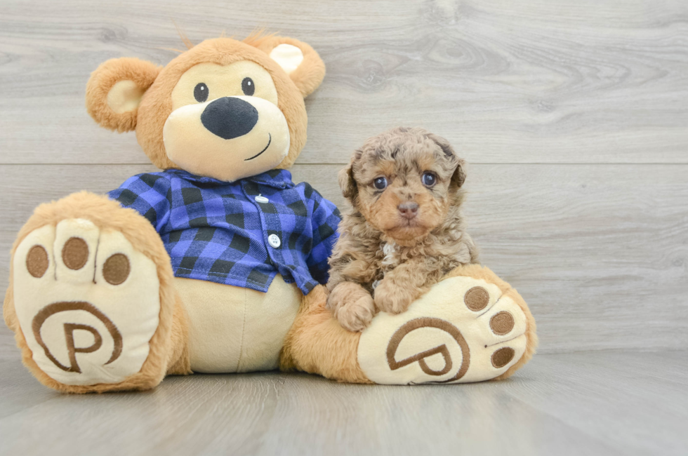 5 week old Poodle Puppy For Sale - Puppy Love PR