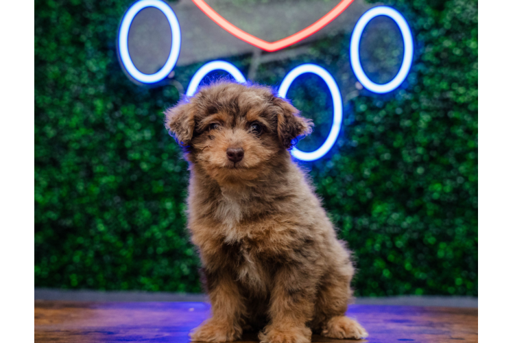 Cute Caniche Purebred Puppy