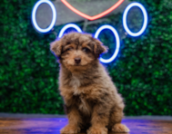 11 week old Poodle Puppy For Sale - Puppy Love PR