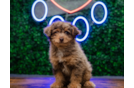 Cute Caniche Purebred Puppy