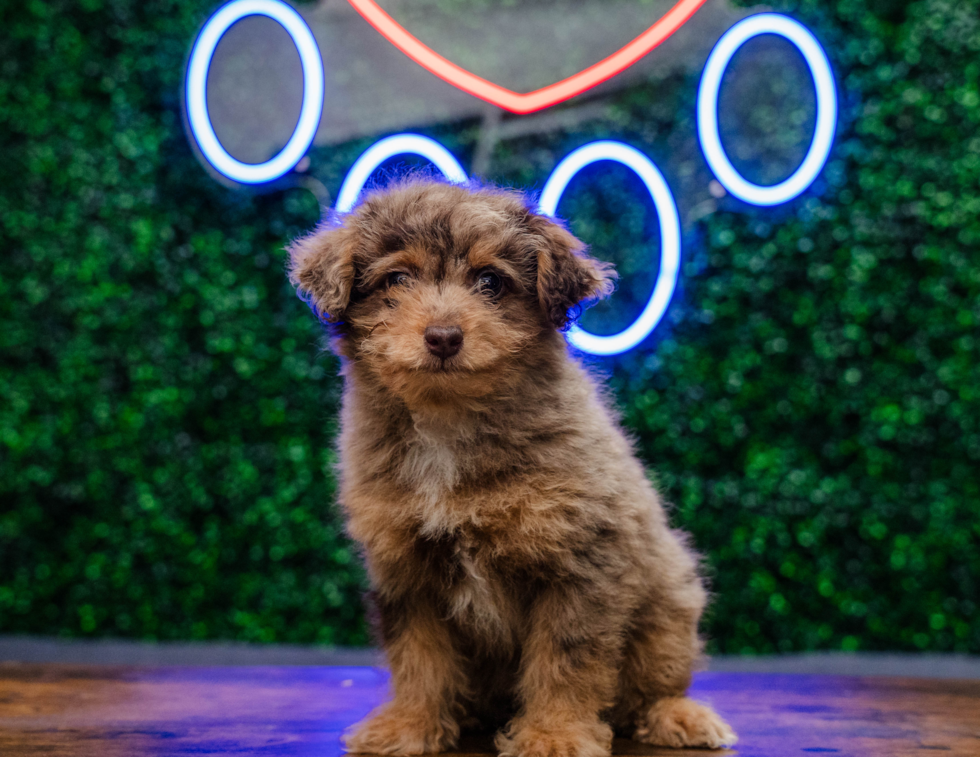 Cute Caniche Purebred Puppy