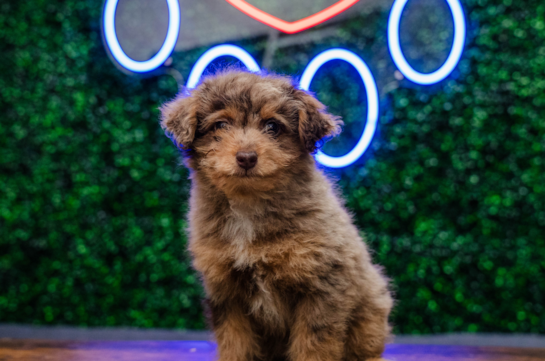 Cute Caniche Purebred Puppy