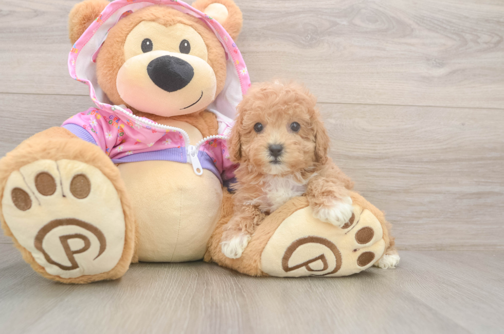 7 week old Poodle Puppy For Sale - Puppy Love PR