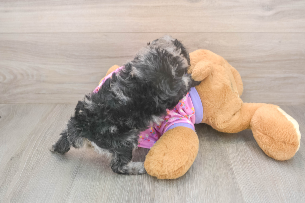 Playful Poodle Purebred Pup