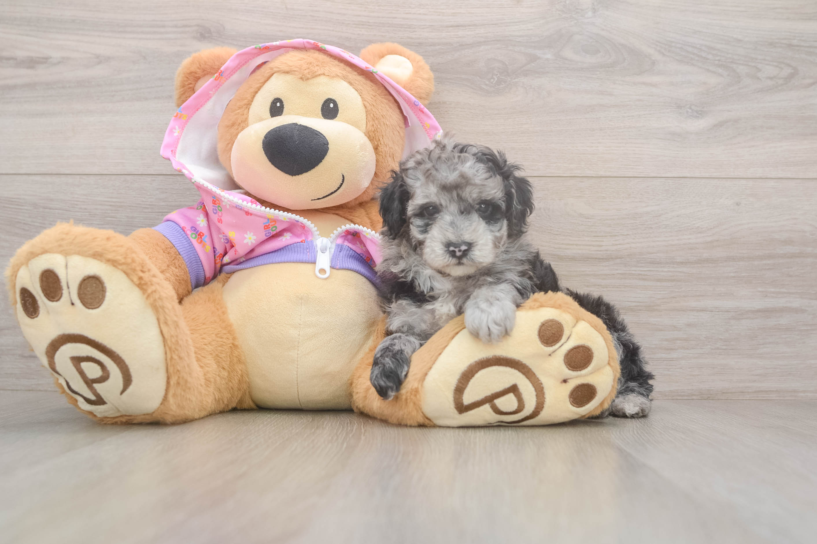 Funny Poodle Baby