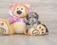 7 week old Poodle Puppy For Sale - Puppy Love PR