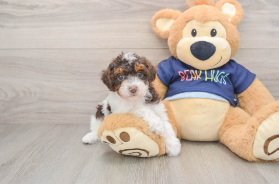 Poodle Puppy for Adoption