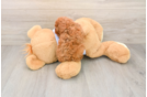 Poodle Puppy for Adoption