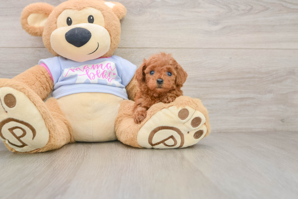 Hypoallergenic Poodle Purebred Pup
